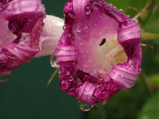 P1145089a.jpg